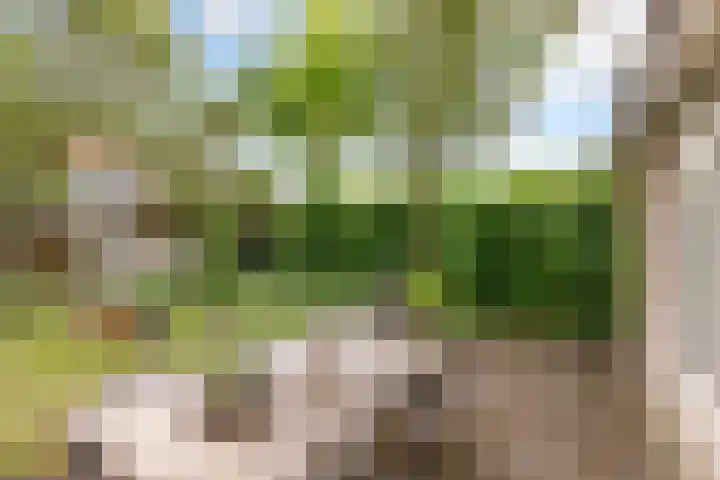 Sleedoorn 8 Odijk thumbnail 43