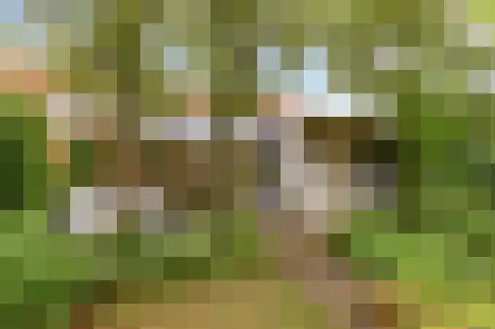 Sleedoorn 8 Odijk thumbnail 44