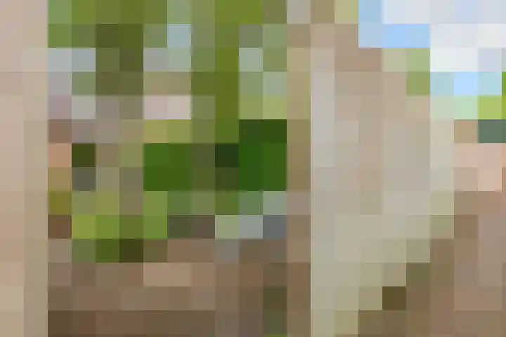 Sleedoorn 8 Odijk thumbnail 48