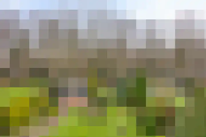 Sleen 7 Heijen thumbnail 6