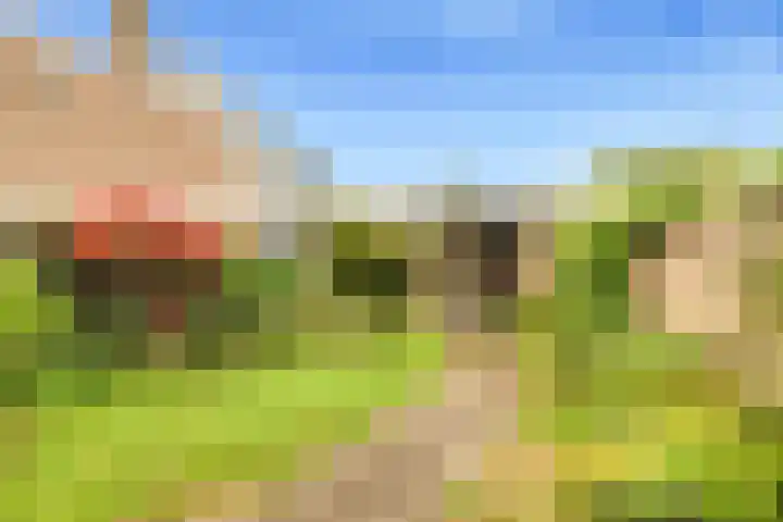 Sleutelbloem 15 Castricum thumbnail 4