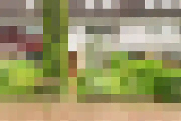 Sleutelbloem 15 Castricum thumbnail 41