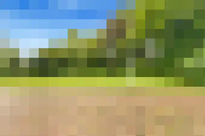 Sleutelbloem 15 Castricum thumbnail 44