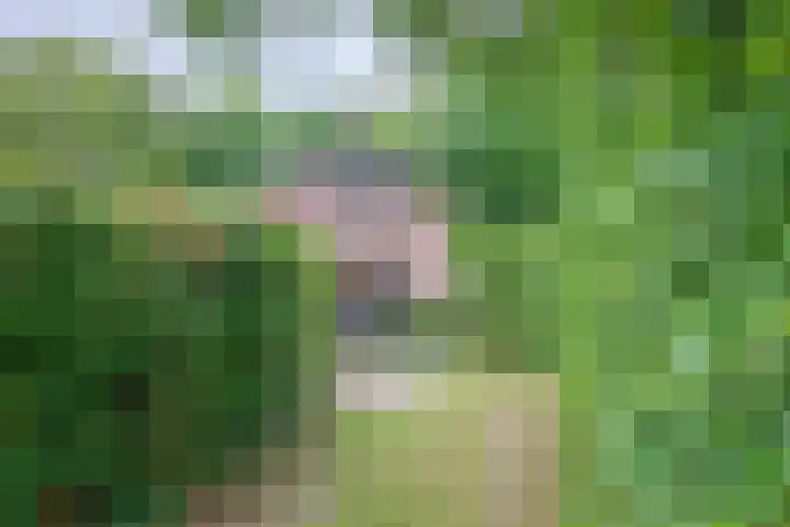 Slufterweg 12 De Cocksdorp thumbnail 26