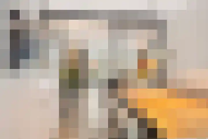Sluis 15 Borne thumbnail 22