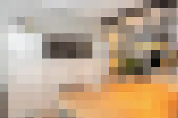 Sluis 15 Borne thumbnail 23