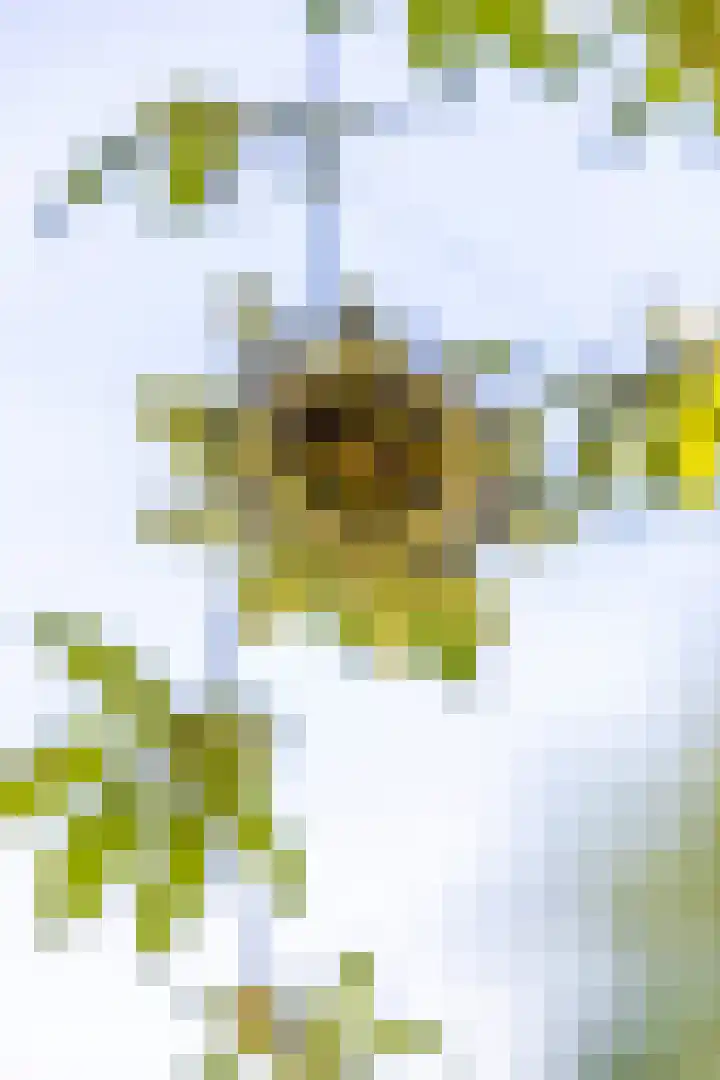 Sluis 57 Groot-Ammers thumbnail 46