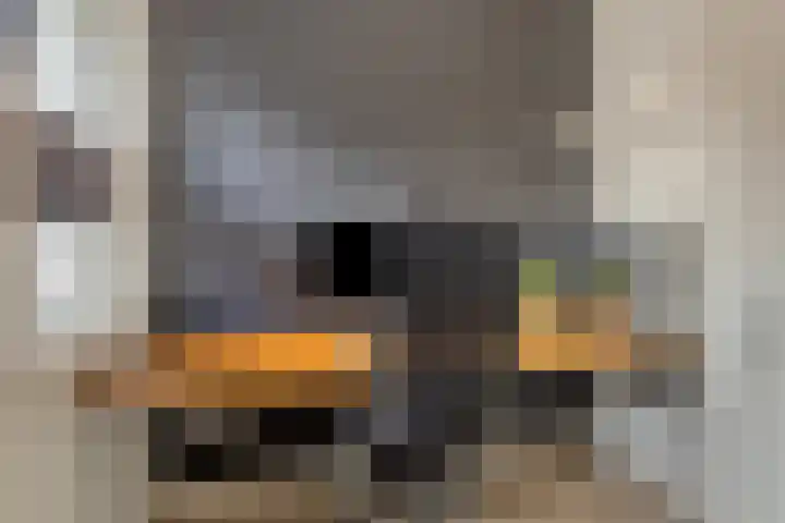 Sluis 7 Borne thumbnail 22