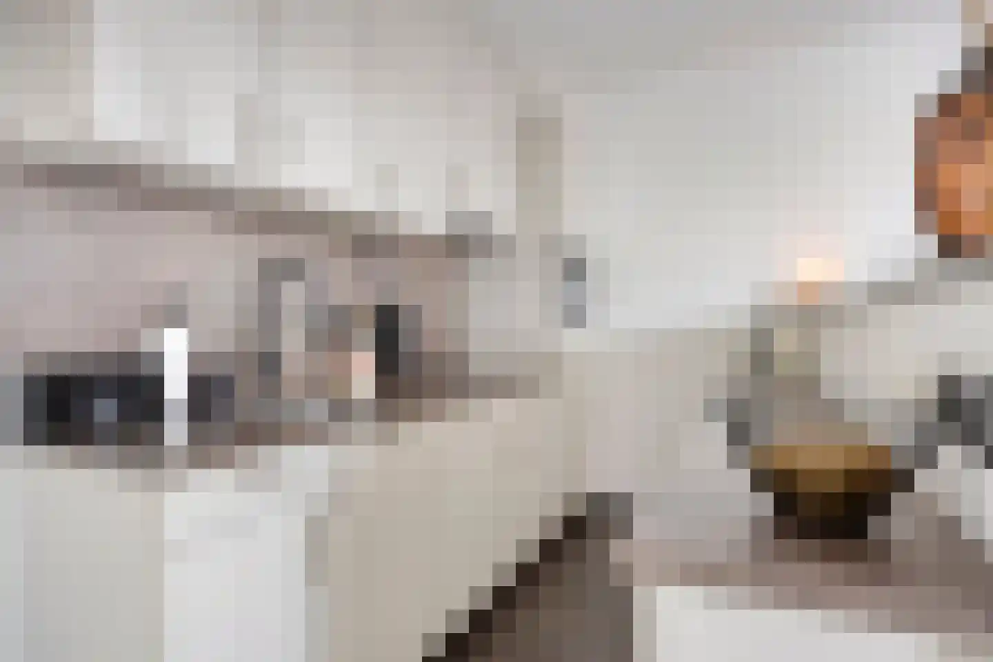 Smidseind 79 Bladel thumbnail 27