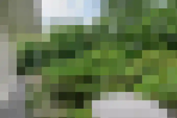 Smientmesschen 10 Assen thumbnail 42