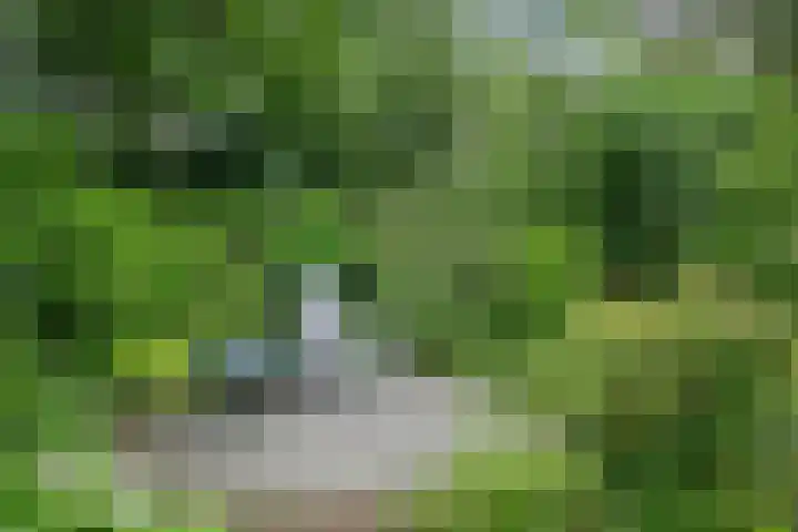 Smientmesschen 10 Assen thumbnail 44