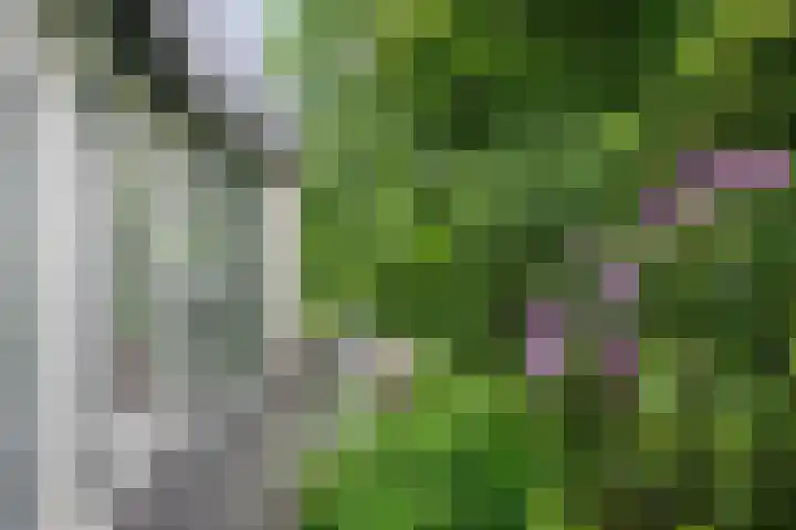 Smientmesschen 10 Assen thumbnail 48