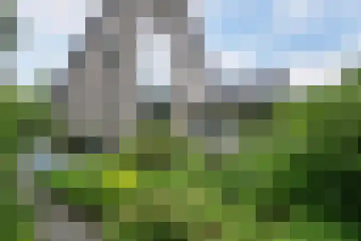 Smientmesschen 10 Assen thumbnail 49