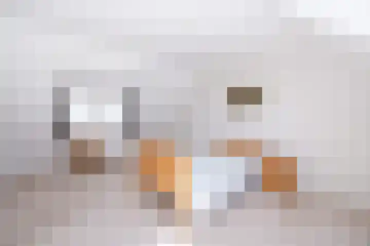 Smitskamp 26 Epe thumbnail 16