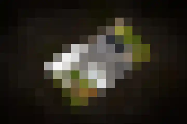 Sneeuwuil 65 in Emmen