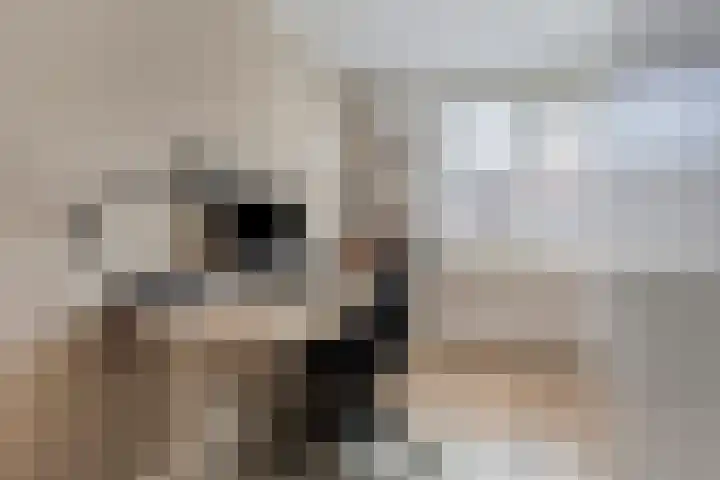 Sneeuwwit 33 Zoetermeer thumbnail 24