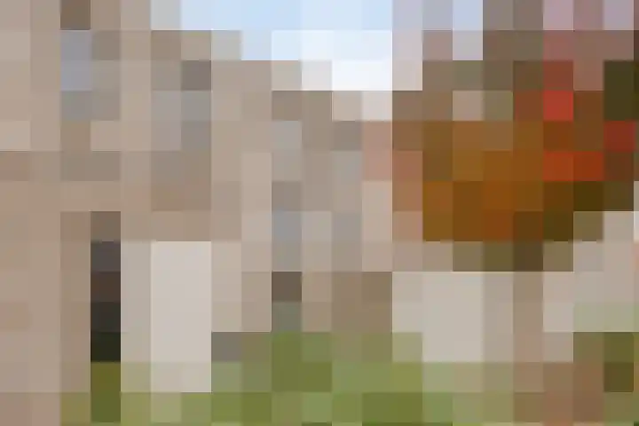Sonate 34 Oss thumbnail 24