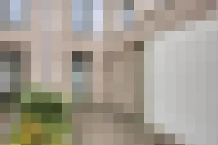 Sonate 34 Oss thumbnail 25