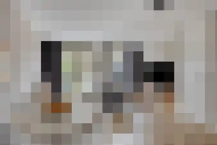 Sonate 34 Oss thumbnail 4