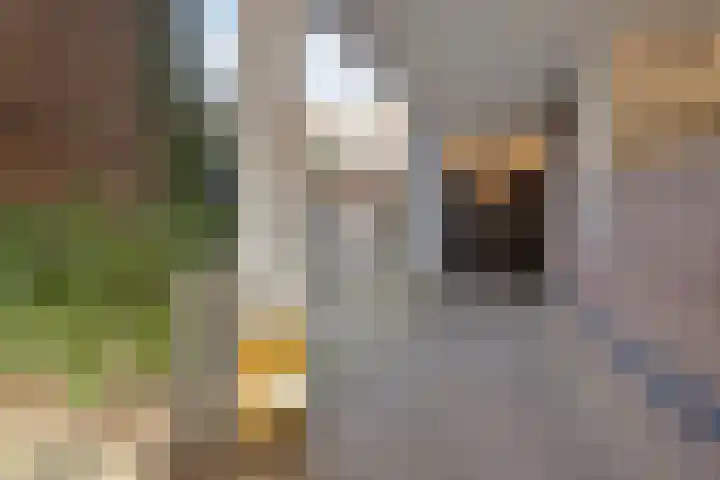 Sonsbeeksingel 26 6 Arnhem thumbnail 9