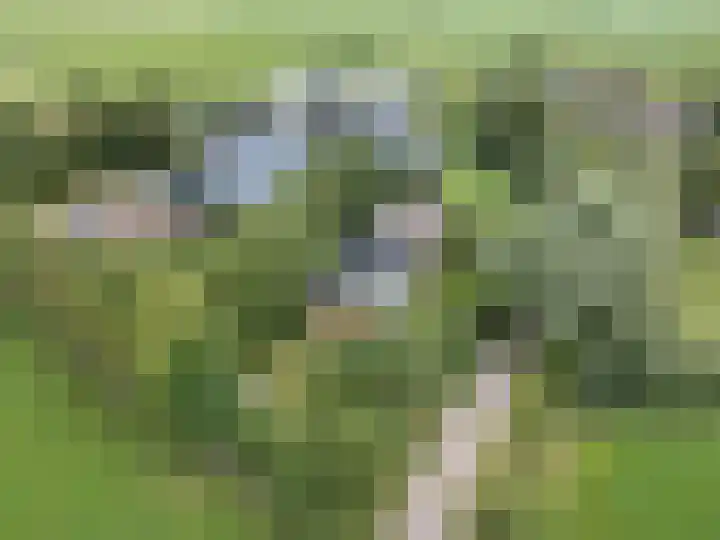 Sotterumerdijk 9 A Cornwerd thumbnail 49