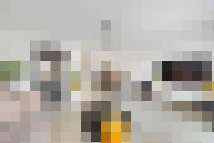 Sparregat 8 Brielle thumbnail 12