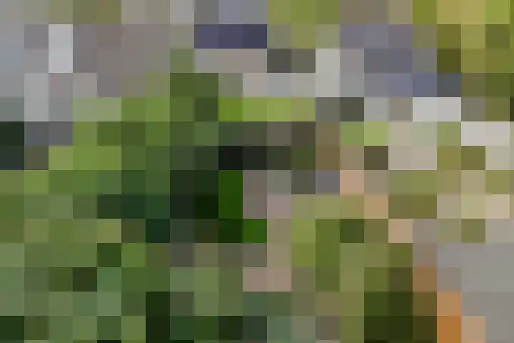 Sparrelaar 13 Veghel thumbnail 40