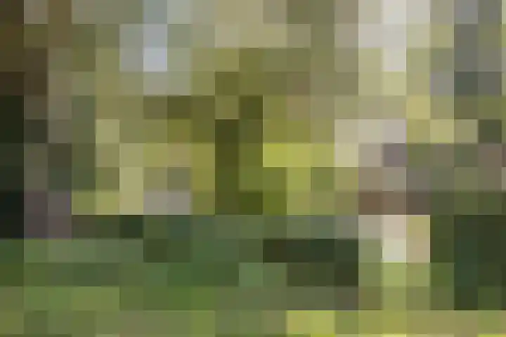 Sparrelaar 13 Veghel thumbnail 43