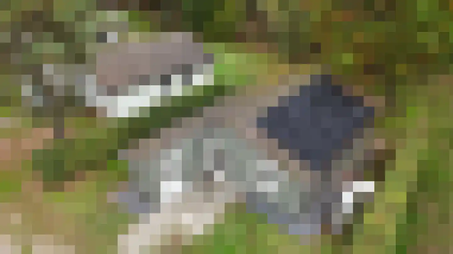 Sparrendreef 12 601 Oostrum