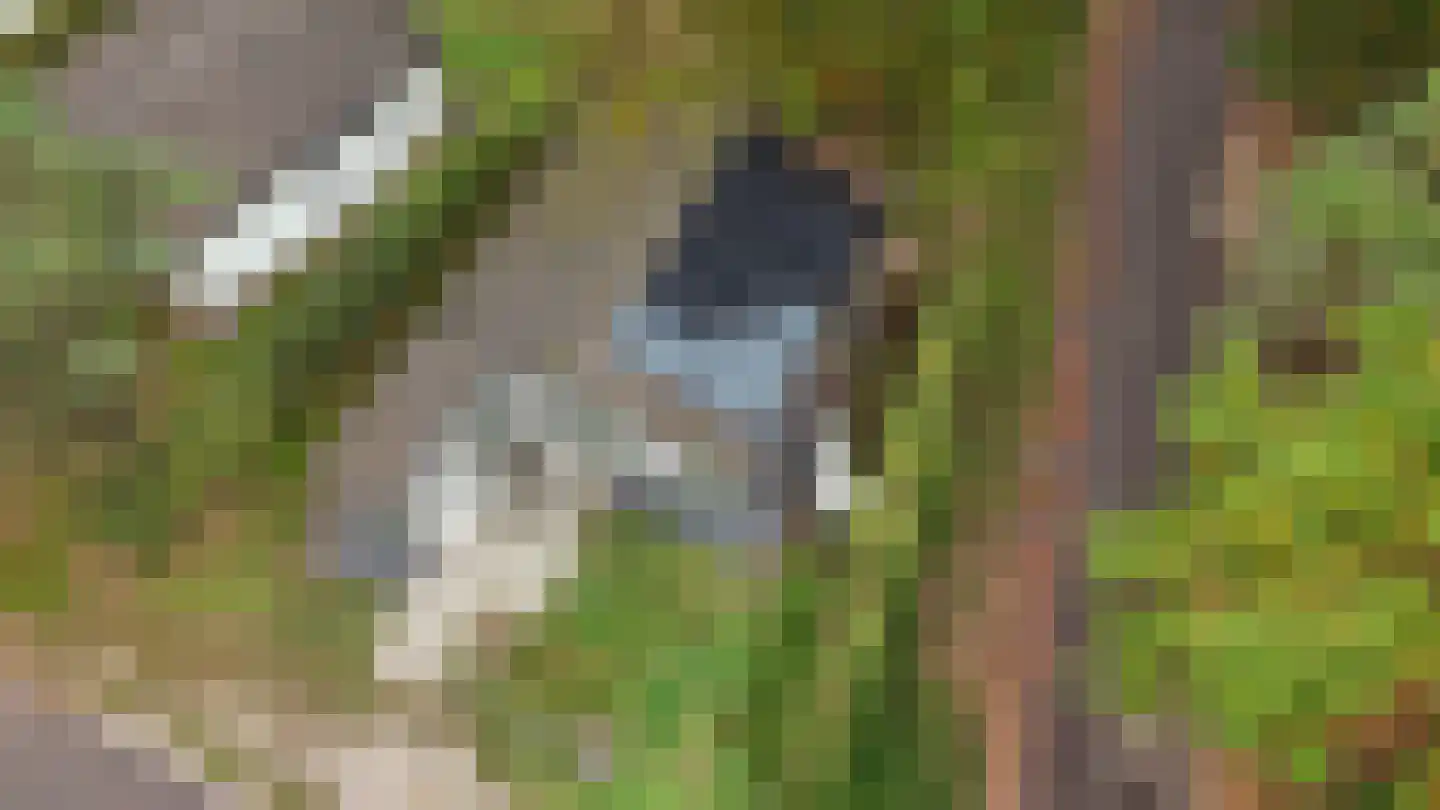 Sparrendreef 12 601 Oostrum thumbnail 4