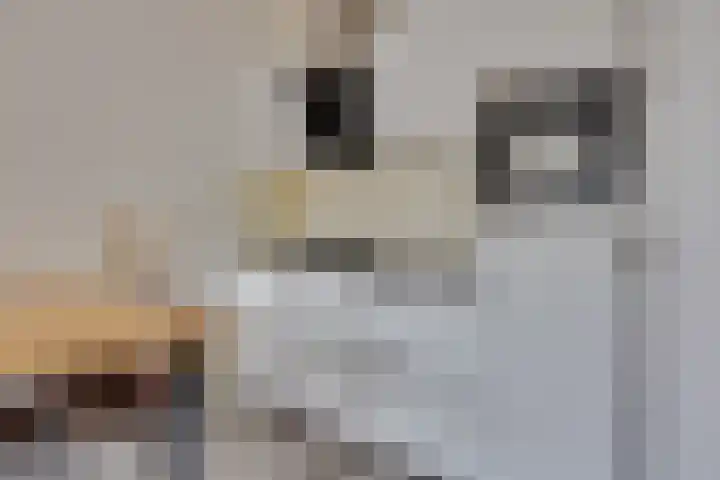 Speelkamp 26 a Leusden thumbnail 15