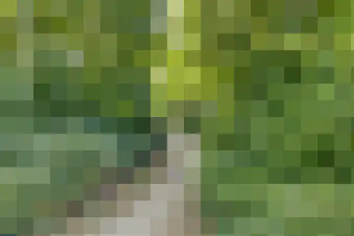 Speenkruid 31 Purmerend thumbnail 34