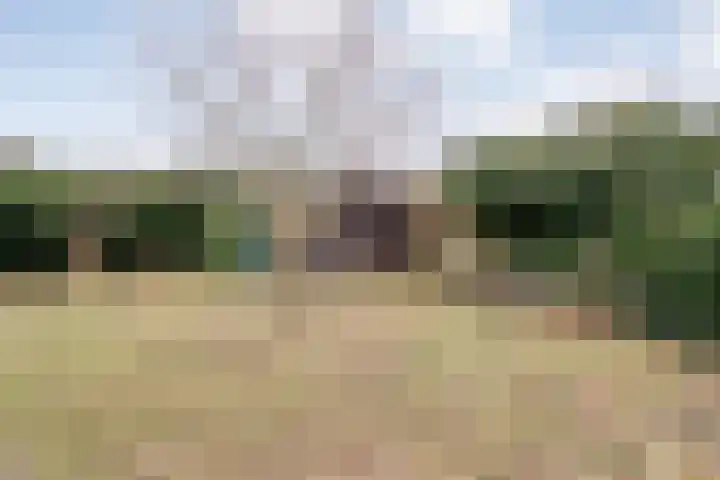 Speenkruid 35 Beilen thumbnail 37