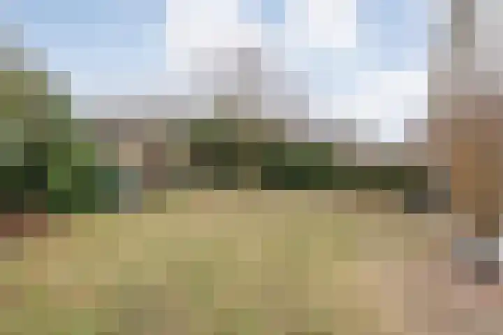 Speenkruid 35 Beilen thumbnail 38