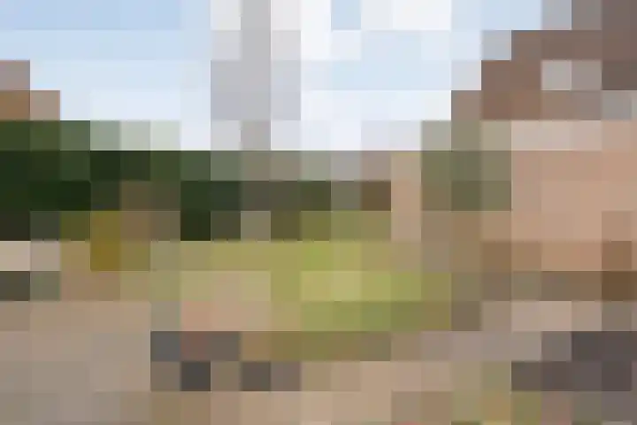 Speenkruid 35 Beilen thumbnail 43