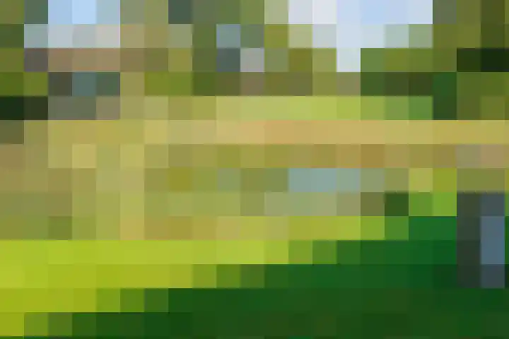 Speenkruid 7 Bedum thumbnail 58