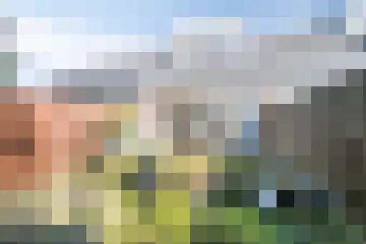 Speenkruid 7 Purmerend thumbnail 37