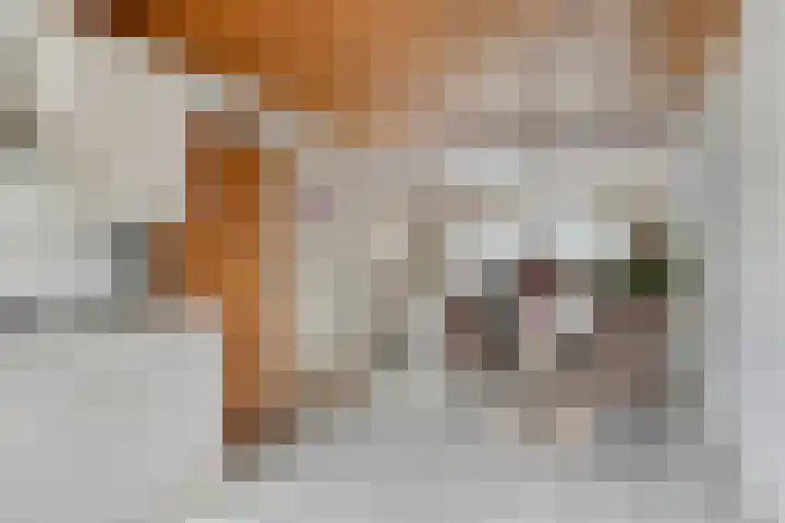Speet 10 Monnickendam thumbnail 10