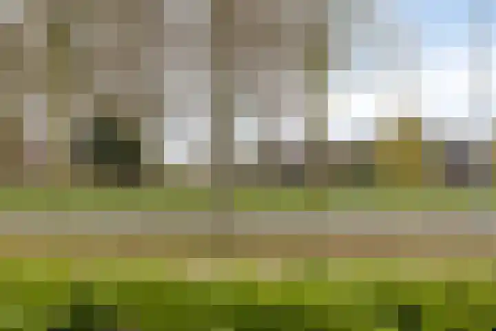 Speet 10 Monnickendam thumbnail 42