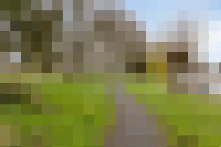 Speet 10 Monnickendam thumbnail 43