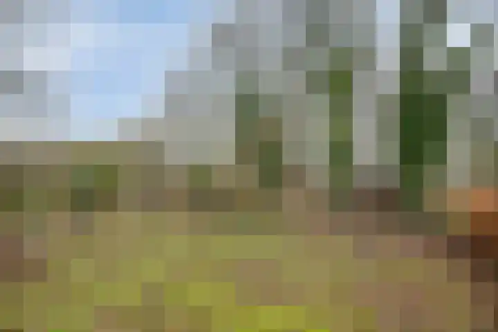 Speurgt 6 a Bakel thumbnail 50