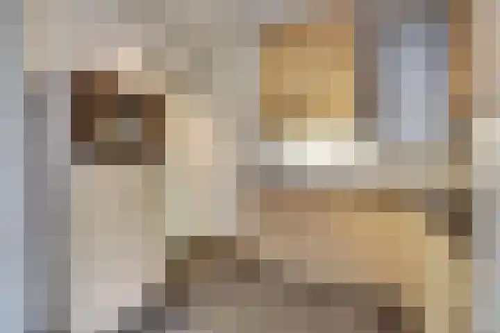 Spieveld 28 Bladel thumbnail 10