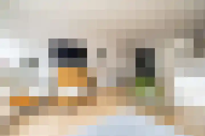 Spinnewiel 10 Laren thumbnail 9
