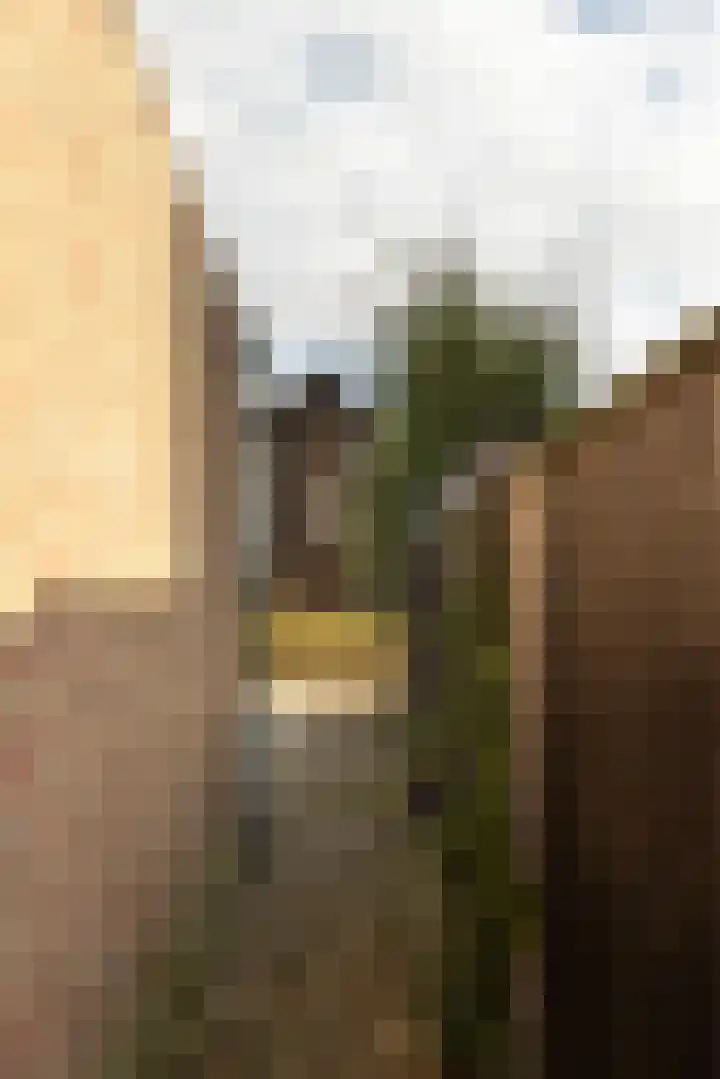 Spinrok 2 Zoelen thumbnail 50