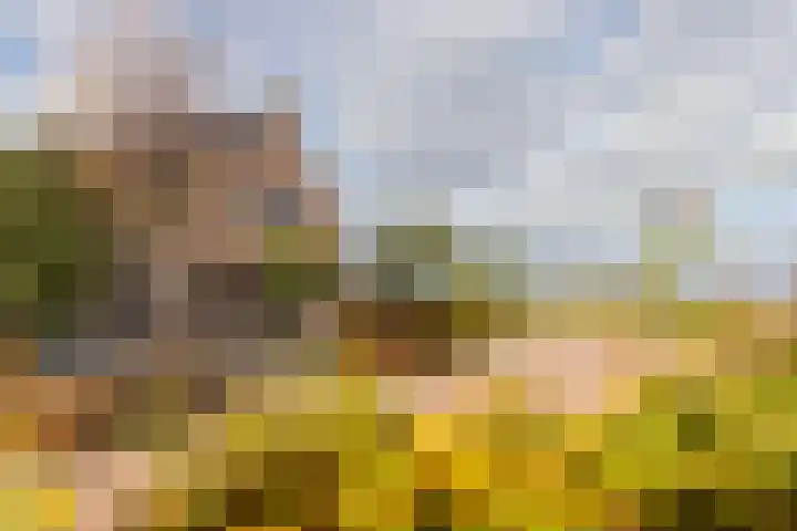 Spinrok 2 Zoelen thumbnail 67