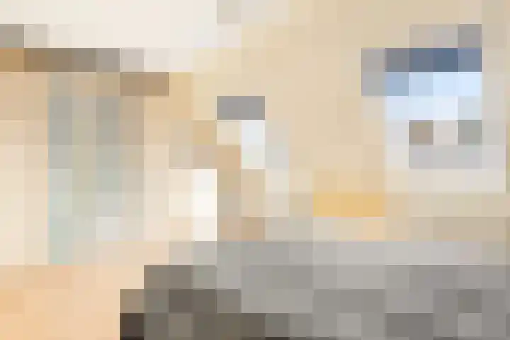 Spitsaak 79 Velserbroek thumbnail 39