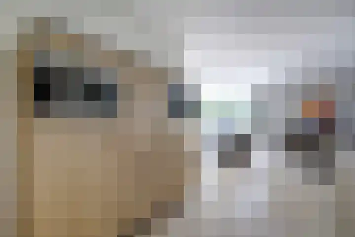 Stadhoudershoef 2 Hank thumbnail 12