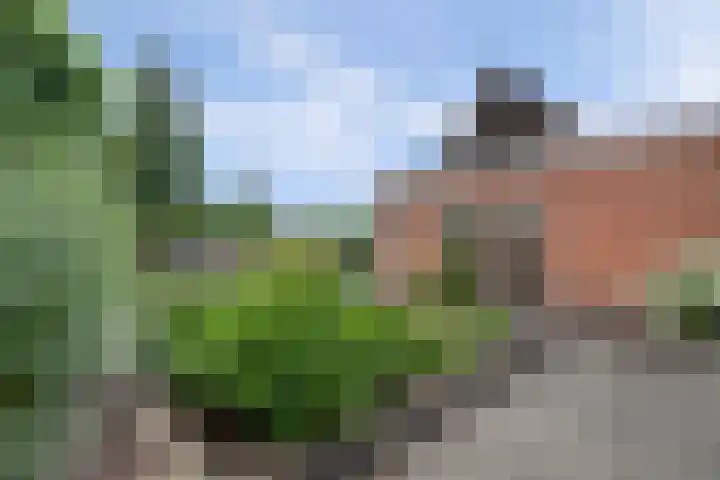 Stadhoudershoef 2 Hank thumbnail 48