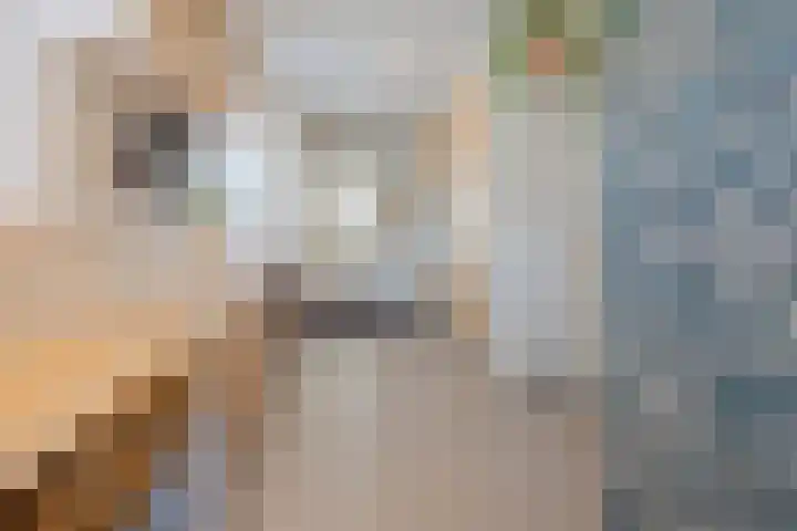 Stadhoudershoef 8 Hank thumbnail 15