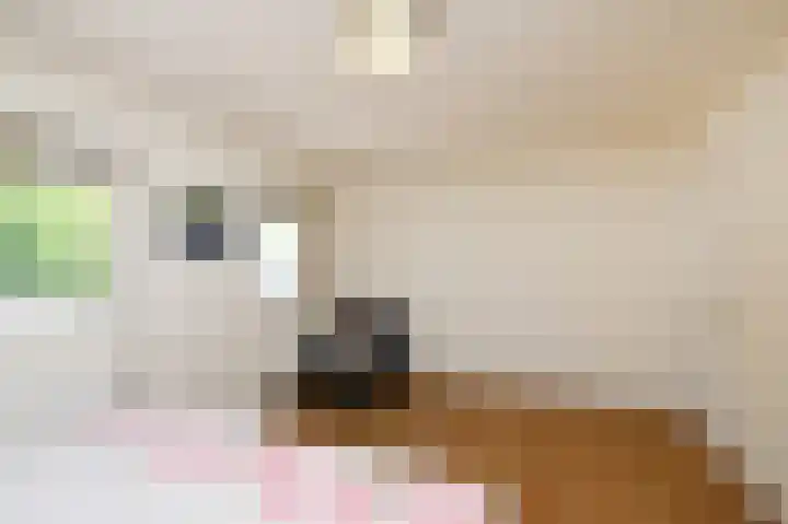 Stadstuinen 31 Den Haag thumbnail 41